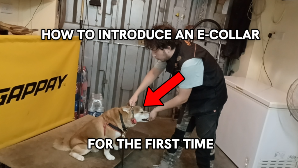 How to introduce an e-collar to a dog for the first time