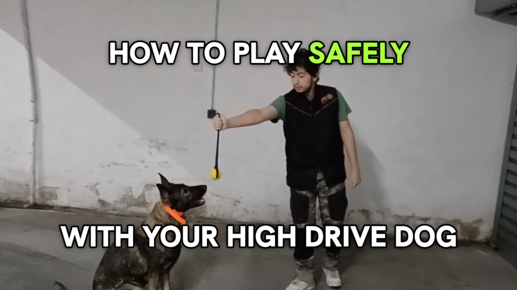 How to safely play with your high-drive dog using a ball on a rope toy