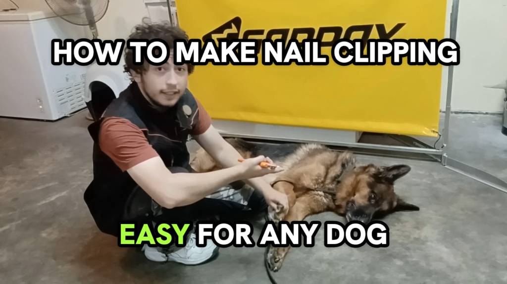 How to make nail clipping easy for any dog using proper handling techniques
